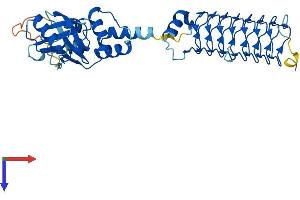 Potassium Channel Tetramerisation Domain Containing 9 (KCTD9) (AA 1-389) protein (His tag)