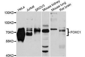 Western blot analysis of extracts of various cells, using FOXC1 antibody. (FOXC1 antibody)