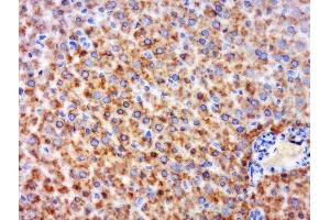 Paraformaldehyde-fixed, paraffin embedded mouse liver, Antigen retrieval by boiling in sodium citrate buffer (pH6) for 15min, Block endogenous peroxidase by 3% hydrogen peroxide for 30 minutes, Blocking buffer (normal goat serum) at 37°C for 20min, Antibody incubation with GPR126 Polyclonal Antibody, Unconjugated  at 1:600 overnight at 4°C, followed by a conjugated secondary and DAB staining. (G Protein-Coupled Receptor 126 antibody  (AA 741-850))