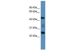 OSGIN2 antibody used at 0. (OSGIN2 antibody  (C-Term))