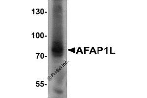 Western Blotting (WB) image for anti-Actin Filament Associated Protein 1-Like 1 (AFAP1L1) (N-Term) antibody (ABIN1031218) (AFAP1L1 antibody  (N-Term))