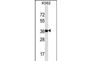 NANOG (ABIN387791 and ABIN2838027) western blot analysis in K562 cell line lysates (35 μg/lane). (Nanog antibody)