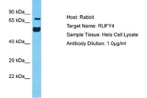 Host: Rabbit Target Name: RUFY4 Sample Tissue: Human Hela Whole Cell Antibody Dilution: 1ug/ml (RUFY4 antibody  (C-Term))
