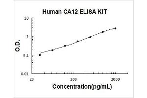 Carbonic Anhydrase 12 (CA12) ELISA Kit
