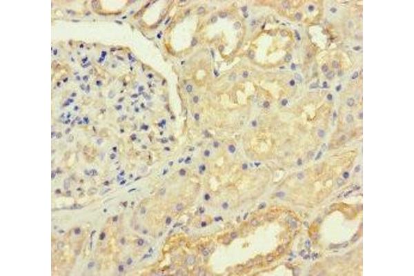 C4orf46 antibody  (AA 1-113)