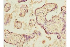 Immunohistochemistry of paraffin-embedded human placenta tissue using ABIN7152088 at dilution of 1:100 (ELF2 antibody  (AA 1-140))