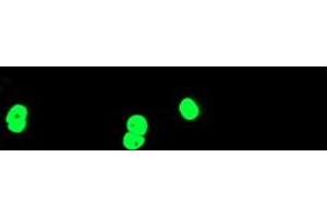 Anti-TAL1 mouse monoclonal antibody (ABIN2455289) immunofluorescent staining of COS7 cells transiently transfected by pCMV6-ENTRY TAL1 (RC222628). (TAL1 antibody)