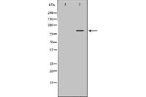 Western blot analysis of Hela whole cell lysates, using SLC3A1 Antibody. (SLC3A1 antibody  (C-Term))