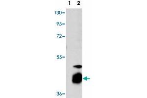 Western blot analysis of DUSP7 (arrow) using DUSP7 polyclonal antibody . (DUSP7 antibody  (N-Term))