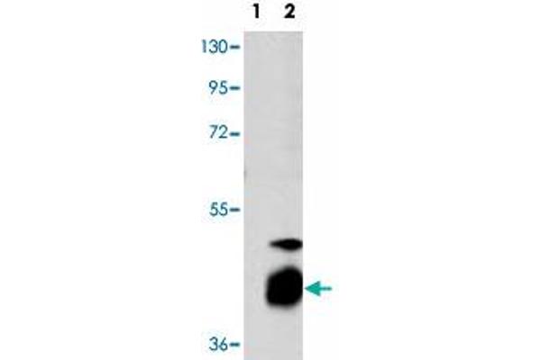 DUSP7 Antikörper  (N-Term)