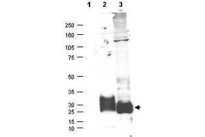 Western blot using  affinity purified anti-MAGP-2 antibody shows detection (arrowhead) of secreted MAGP-2 (lane 2) and MAGP-2 present in a MAGP-2 transfected HEK293 lysate (lane 3). (MFAP5 antibody)