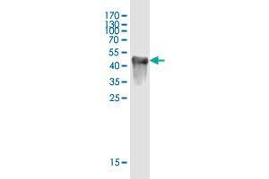 Western Blot detection against Immunogen (43. (DBNDD1 antibody  (AA 1-156))