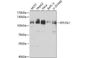 Western blot analysis of extracts of various cell lines using EPS15L1 Polyclonal Antibody at dilution of 1:1000. (EPS15L1 antibody)