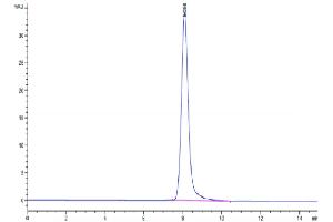 The purity of Human CD59 is greater than 95 % as determined by SEC-HPLC. (CD59 Protein (CD59) (AA 26-102) (Fc Tag))