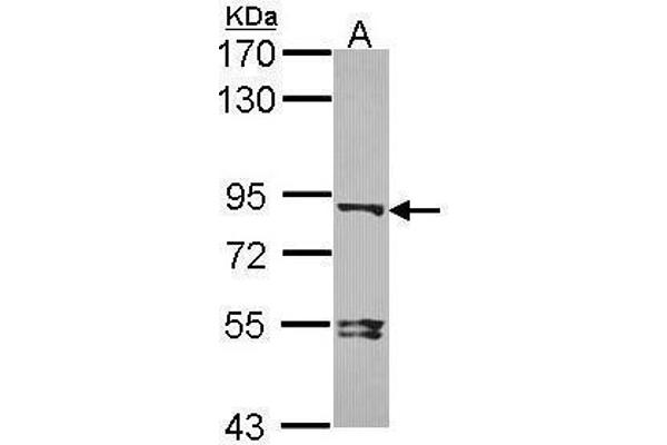 DVL3 Antikörper  (N-Term)