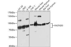 Western blot analysis of extracts of various cell lines, using F antibody (ABIN7267144) at 1:1000 dilution. (FASTKD5 antibody  (AA 495-764))