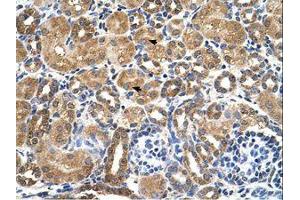 Image no. 1 for anti-serine/threonine Kinase 3 (STK3) (AA 351-400) antibody (ABIN321500) (STK3 antibody  (AA 351-400))