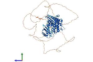 AlphaFold protein structure predicition of Human Recombinant MARK1 Protein, UniprotID Q9P0L2