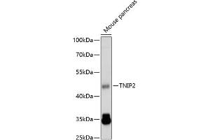 Western blot analysis of extracts of mouse pancreas, using TNIP2 antibody  at 1:1000 dilution. (TNIP2 antibody  (AA 240-429))