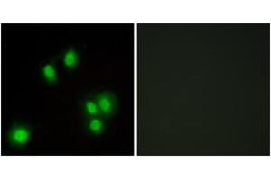 Immunofluorescence analysis of A549 cells, using GA45G Antibody. (GADD45G antibody  (AA 101-150))
