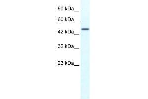 WB Suggested Anti-TRIM39 Antibody Titration:  1. (TRIM39 antibody  (N-Term))