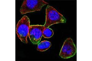 Confocal immunofluorescence analysis of PANC-1 cells using CD44 mouse mAb (green). (CD44 antibody)