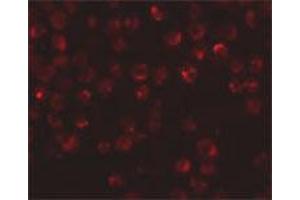 Immunofluorescence staining of rat dorsal root ganglia tissue with 20 ug/mL NDUFAF2 polyclonal antibody . (NDUFAF2 antibody  (C-Term))