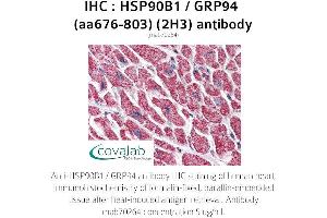 Image no. 1 for anti-Heat Shock Protein 90kDa beta (Grp94), Member 1 (HSP90B1) (AA 676-803) antibody (ABIN1723190)