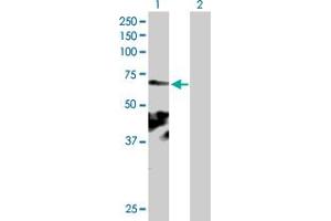 Western Blot analysis of KIAA0562 expression in transfected 293T cell line by KIAA0562 MaxPab polyclonal antibody. (KIAA0562 antibody  (AA 1-554))