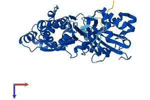 ACTR2 Protein (AA 1-394) (His tag)