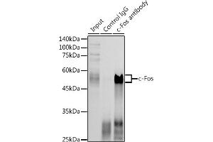 Immunoprecipitation analysis of 300 μg extracts of HeLa cells using 3 μg c-Fos antibody (ABIN3020747, ABIN3020748, ABIN3020749, ABIN1512925 and ABIN6213704). (c-FOS antibody  (AA 211-380))