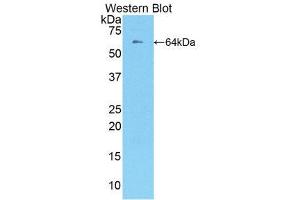 Western Blotting (WB) image for anti-TNF Receptor Superfamily, Member 6 (FAS) (AA 21-170) antibody (ABIN1858798) (FAS antibody  (AA 21-170))