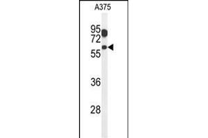 Western blot analysis of ZACN Antibody (C-term) (ABIN651282 and ABIN2840169) in  cell line lysates (35 μg/lane). (ZACN antibody  (C-Term))
