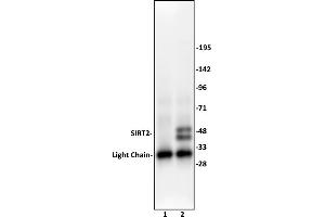 SIRT2 antibody (pAb) tested by Immunoprecipitation. (SIRT2 antibody  (C-Term))