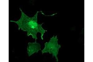 Anti-LIMK1 mouse monoclonal antibody (ABIN2454574) immunofluorescent staining of COS7 cells transiently transfected by pCMV6-ENTRY LIMK1 (RC218058). (LIM Domain Kinase 1 antibody)