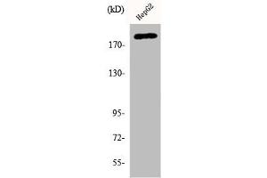 Western Blot analysis of HepG2 cells using Phospho-Neu (Y1221/Y1222) Polyclonal Antibody (ErbB2/Her2 antibody  (pTyr1221, pTyr1222))