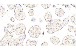 Detection of ANGPT2 in Human Placenta Tissue using Polyclonal Antibody to Angiopoietin 2 (ANGPT2) (Angiopoietin 2 antibody  (AA 24-165))