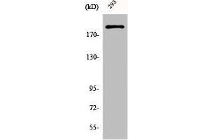 Western Blot analysis of 293 cells using Dio-1 Polyclonal Antibody (DIDO1 antibody  (N-Term))