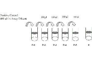 This picture shows the preparation of the positive control. (STAT5A ELISA Kit)