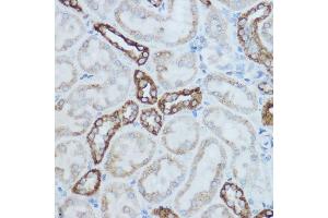 Immunohistochemistry of paraffin-embedded mouse kidney using MTCO2 Rabbit pAb (ABIN7266639) at dilution of 1:500 (40x lens). (COX2 antibody  (AA 100-200))
