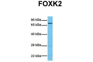 Host:  Rabbit  Target Name:  FOXK2  Sample Tissue:  Human 293T  Antibody Dilution:  1. (Forkhead Box K2 antibody  (Middle Region))