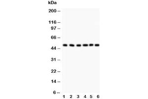 Western blot testing of GFAP antibody and Lane 1:  rat brain (GFAP antibody  (AA 93-432))