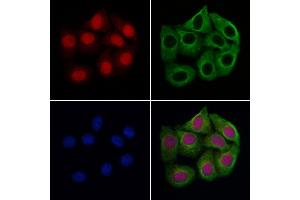 ABIN6266025 and ABIN6277652 staining Hela cells by IF/ICC.