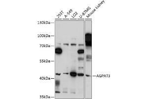 Western blot analysis of extracts of various cell lines, using  antibody (ABIN7265305) at 1:3000 dilution. (AGPAT3 antibody  (AA 145-310))