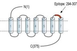 Representative domain view of the target of ABIN7885140. (Mesothelin antibody  (Extracellular, Loop 3) (APC))
