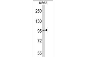 PDE6A Antibody (Center) (ABIN657144 and ABIN2846281) western blot analysis in K562 cell line lysates (35 μg/lane). (PDE6A antibody  (AA 308-336))