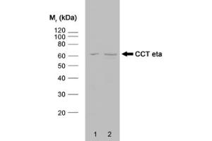Western blot analysis of HeLa whole cell lysate (1) and HeLa heat stressed whole cell lysate (2) probed with RAT ANTI CCT ETA (ABIN119787) followed by F(ab')2 RABBIT ANTI RAT IgG:HRP (ABIN119759).