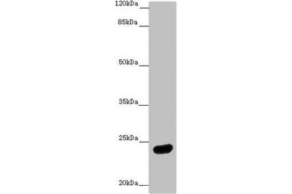 MRAS antibody  (AA 79-208)