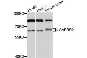 Western blot analysis of extracts of various cell lines, using GABRR2 antibody (ABIN4903728) at 1:1000 dilution.