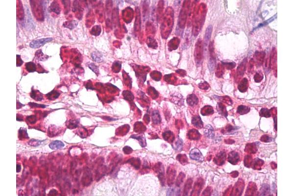 Histone H3.3 antibody  (AA 100-150)